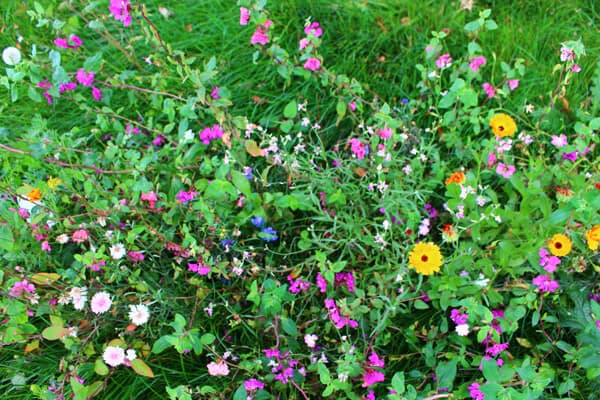 Garden 1